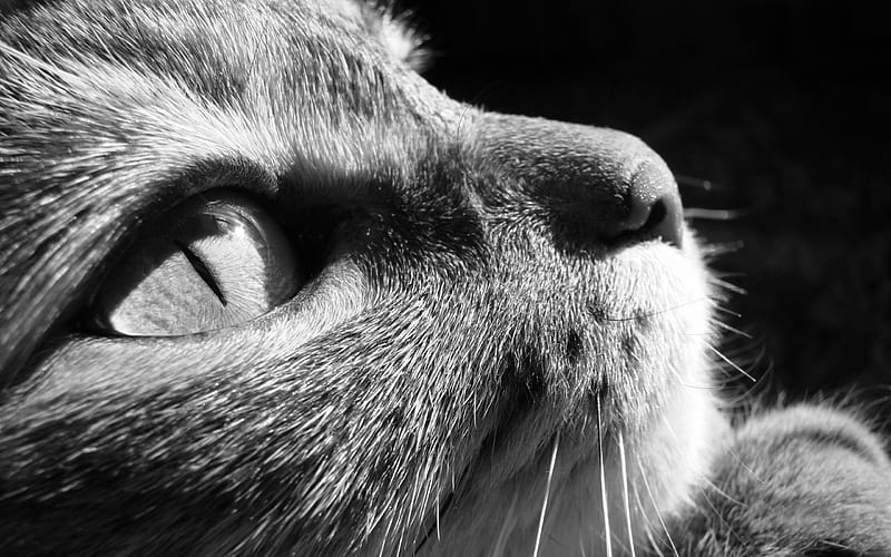 Cat, Bw, Eye, Black, Face, White, Animal, HD Wallpaper | Peakpx