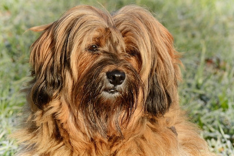 Tibetan Terrier, brwn, loyal, long hair, dog, animal, HD wallpaper