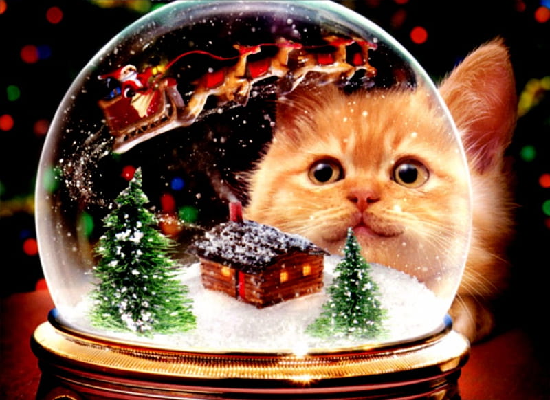 Kitten Snow Globe Christmas, Trees, Globe, Kitten, Snow, House, HD wallpaper