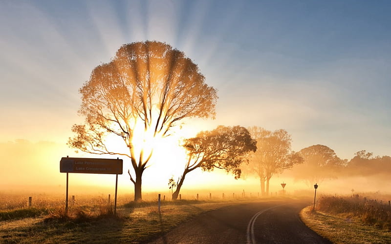 Beautiful sunrise, golden, natute, sky, lights, tree, roads, path, sunrise, way, HD wallpaper