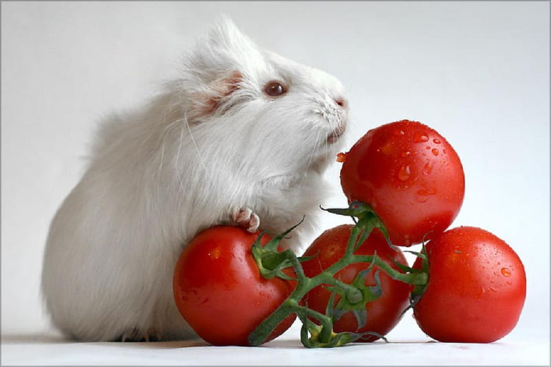 My favorite, fruits, funny animals, red fruits, humorous, cute, nice, shell, guinea pig, funny, animals, HD wallpaper
