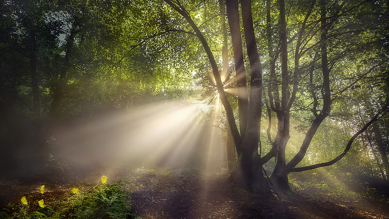 Sunbeams Through Forest Trees Branches Nature, HD wallpaper | Peakpx
