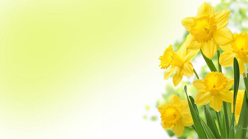 Daffodils by MaDonna, Easter, fresh, daffodils, flowers, yellow, spring, light, HD wallpaper