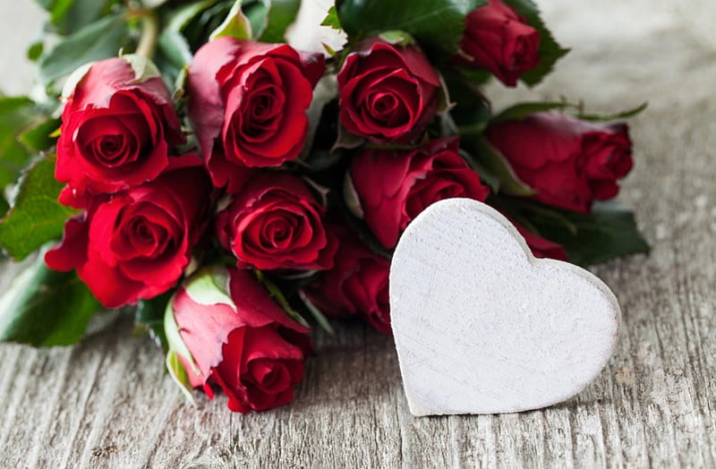 Red Roses, red, flowers, soft, roses, HD wallpaper