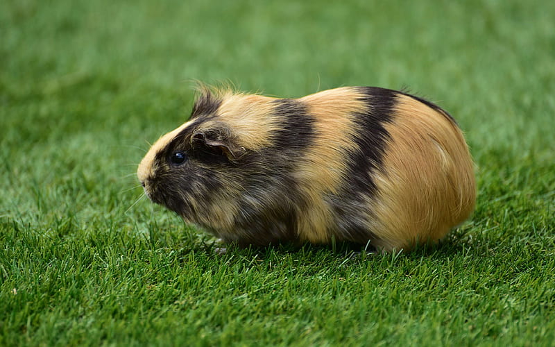 guinea pig grass, funny animals, rodent, Cavia porcellus, HD wallpaper