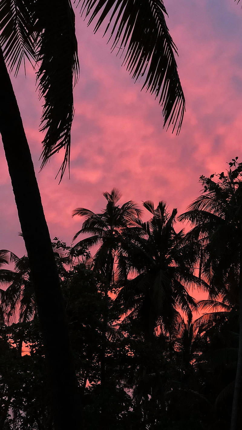 Maldivian Sunset, bonito, beybe.am, cloud, clouds, fart, golden, holidays, hollywood, island, love, music, nature, orange, palm tree, patterns, pink, pretty, rain, sad, scary, spiritual, spooky, summer, trees, tropical, HD phone wallpaper