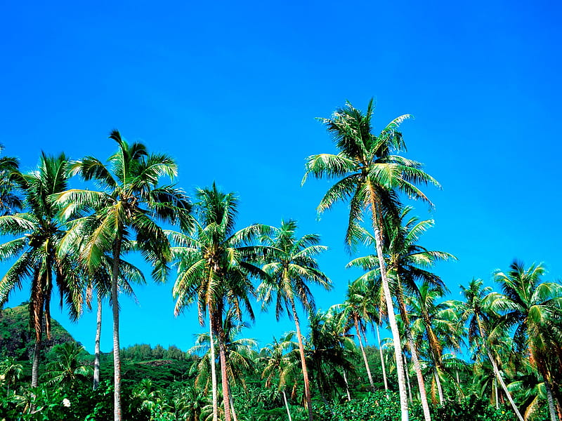 Coconut Grove under the sun, HD wallpaper