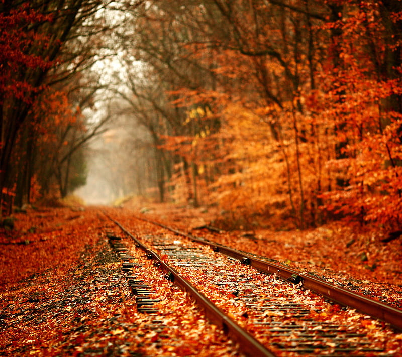Fall, autumn, leaves, orange, peaceful, railroad, trees, giving, HD wallpaper