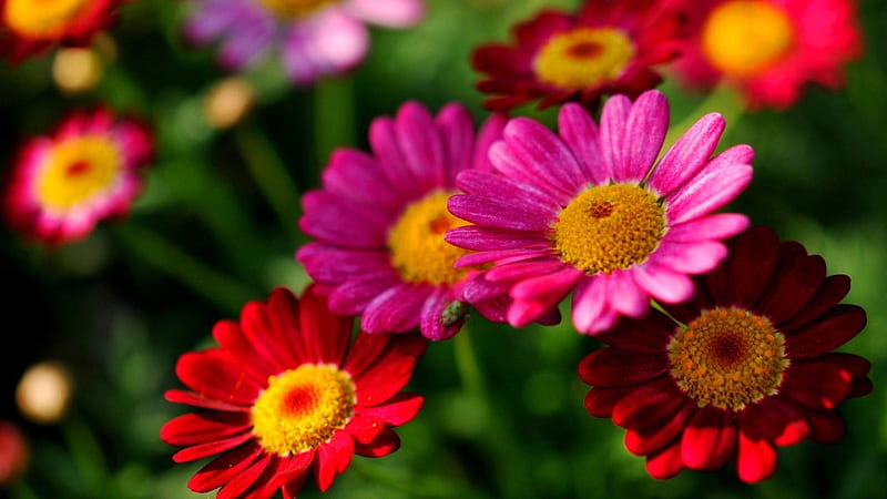 Pink and Red Daises, red, flowers, daises, nature, petals, pink, HD ...