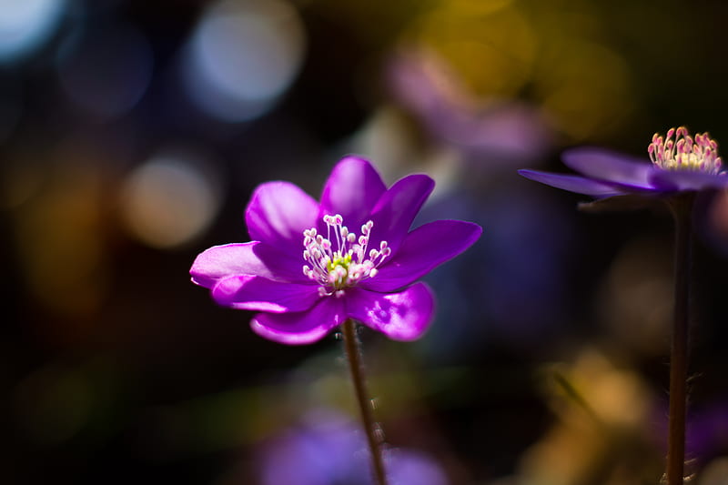 flower, purple, macro, petals, HD wallpaper