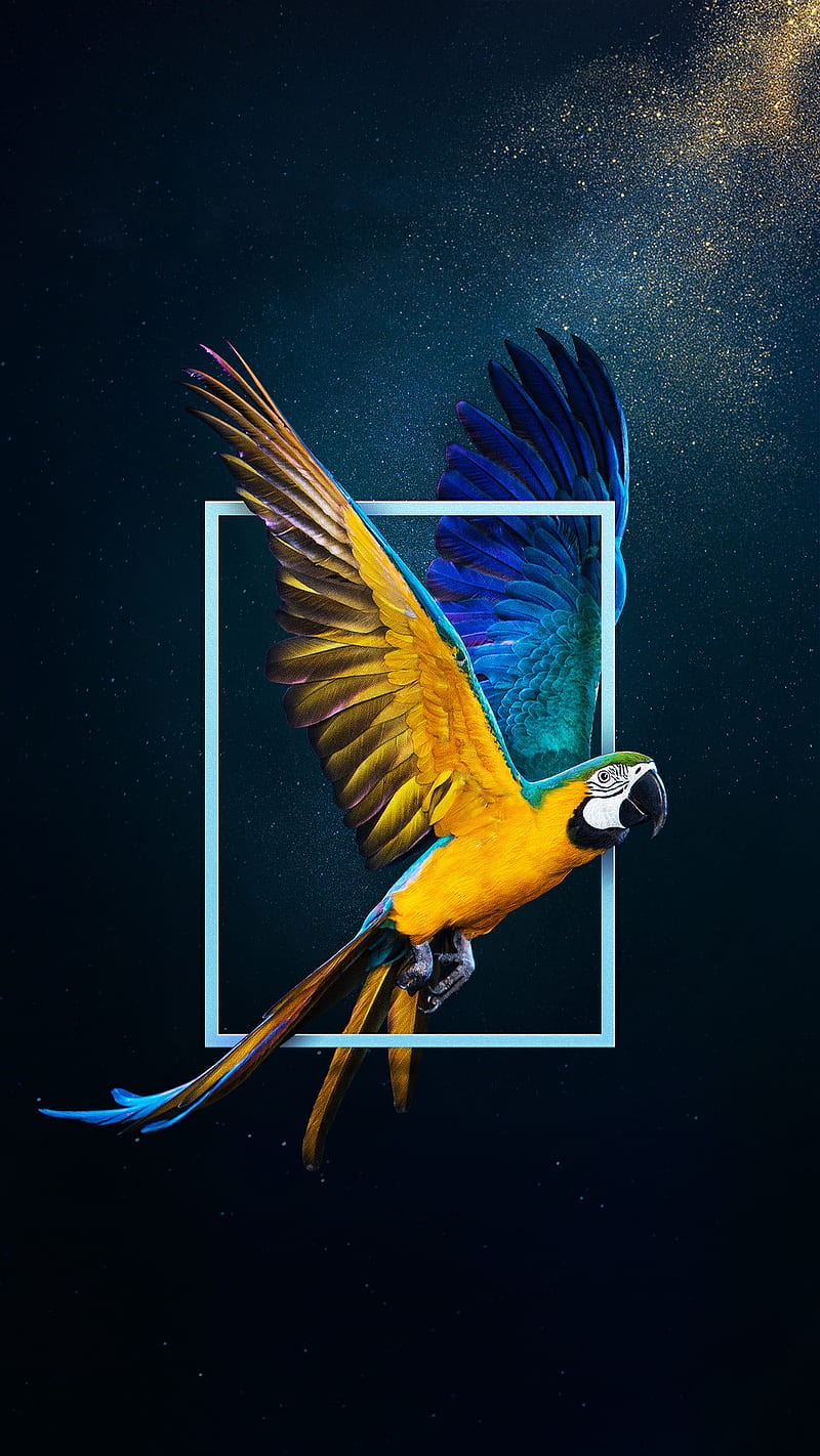 Amazing Parrot, 7itech, birds, parrots, HD phone wallpaper