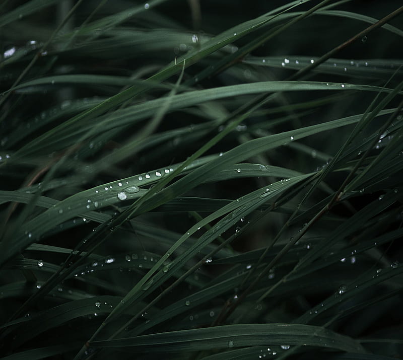 Grass, HD wallpaper | Peakpx
