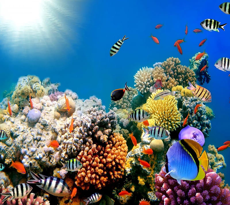 Underwater Life, look, nice, HD wallpaper | Peakpx