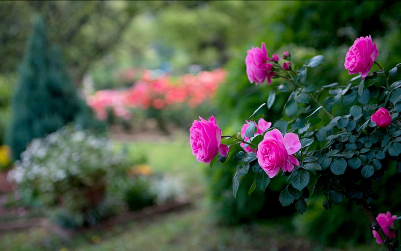 Hoa hồng hình nền HD là lựa chọn hoàn hảo để tạo sự tươi mới và lãng mạn cho màn hình điện thoại hoặc máy tính của bạn. Với màu hồng tươi tắn và độ phân giải cao, các bức tranh hoa hồng tuyệt đẹp này sẽ mang lại cảm giác thư thái và hạnh phúc cho người dùng.