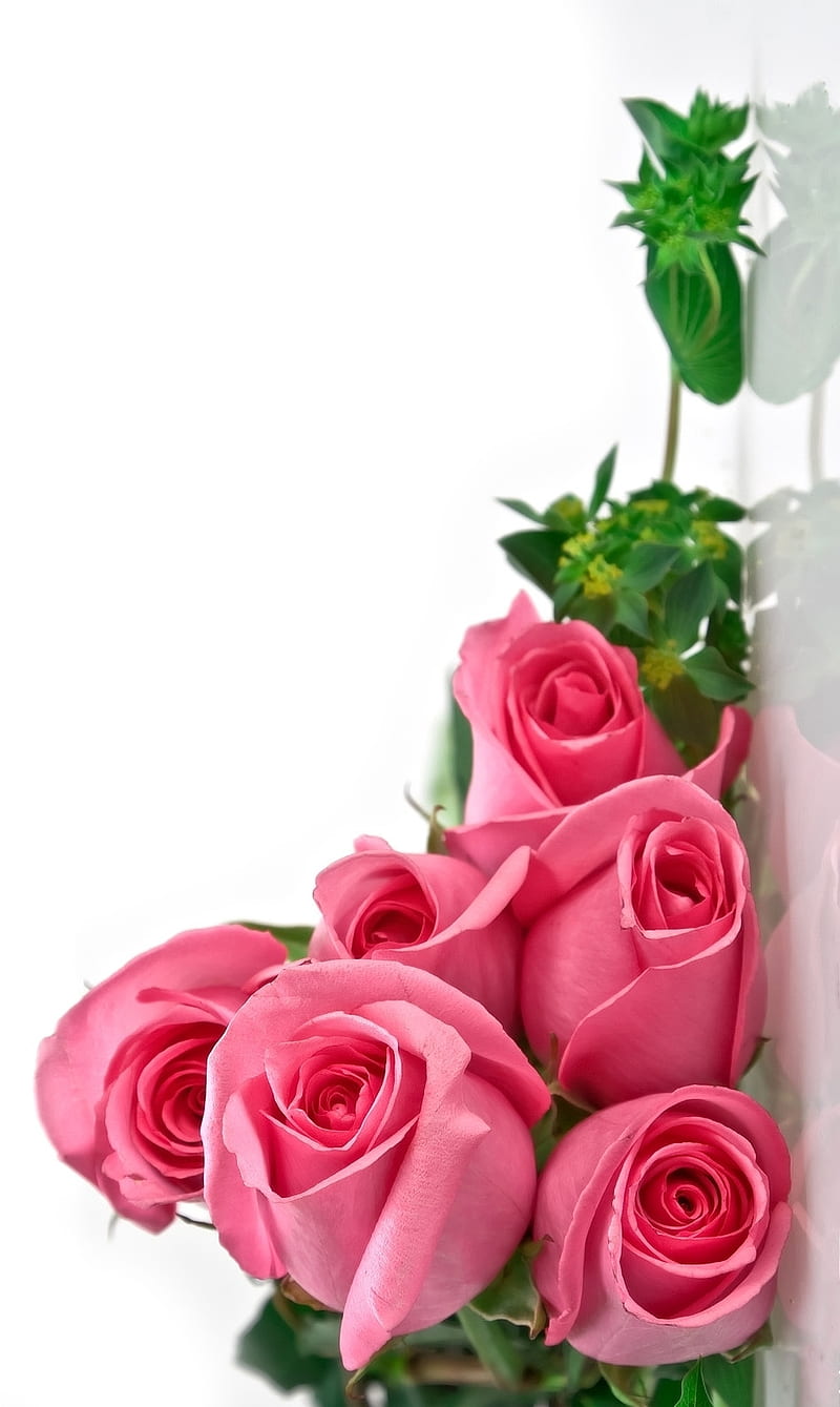 Hello World!, world, floral design, roses, flowers on earth, hello