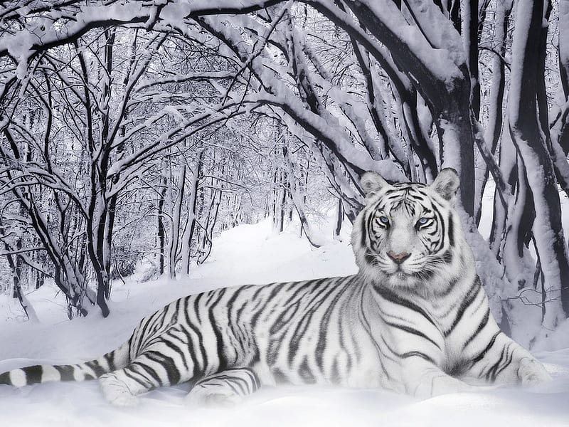 Tigre Branco, white tiger, snow, tiger, wildlife, tiger, white, mz, HD wallpaper