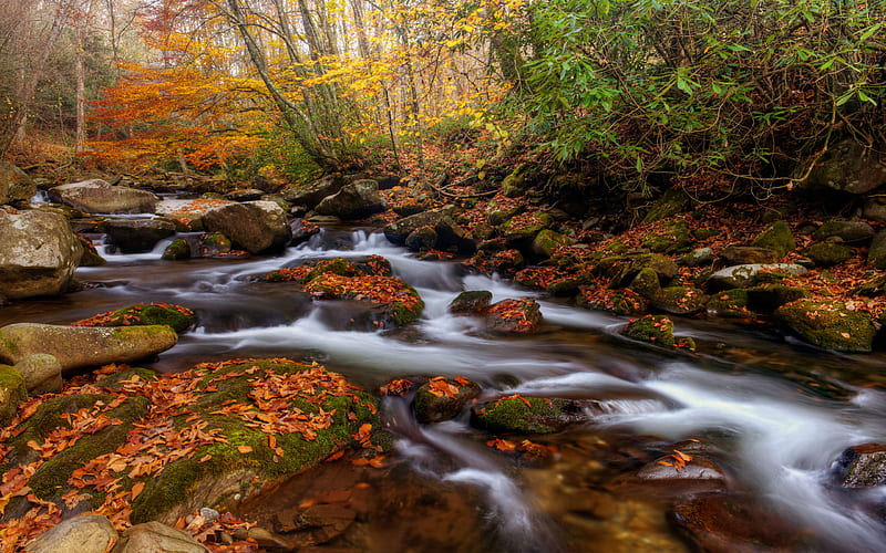Earth, Stream, Fall, Forest, Leaf, Rock, HD wallpaper