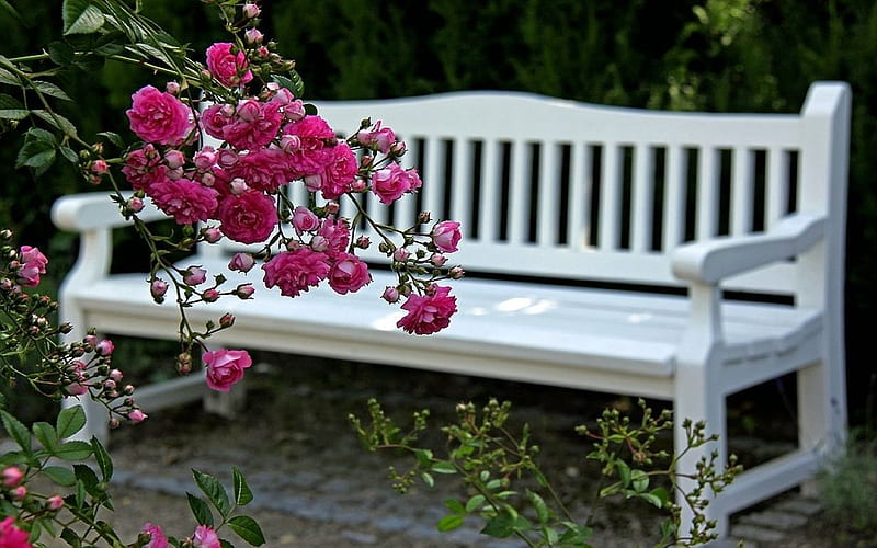 Summer Roses, bench, nature, trees, roses, HD wallpaper