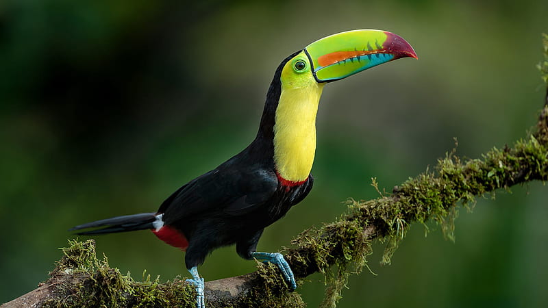Black Yellow Colorful Sharp Nose Toucan Is Standing On Green Algae Covered Tree Branch In Green Blur Background Animals, HD wallpaper