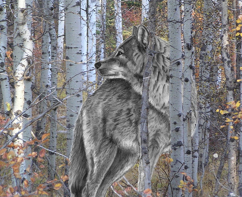 Not To Be Tamed, spirited, wild, lone, woods, birches, wolf, HD wallpaper