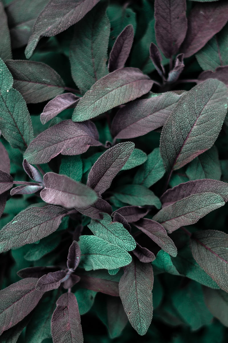 leaves, plant, macro, veins, HD phone wallpaper