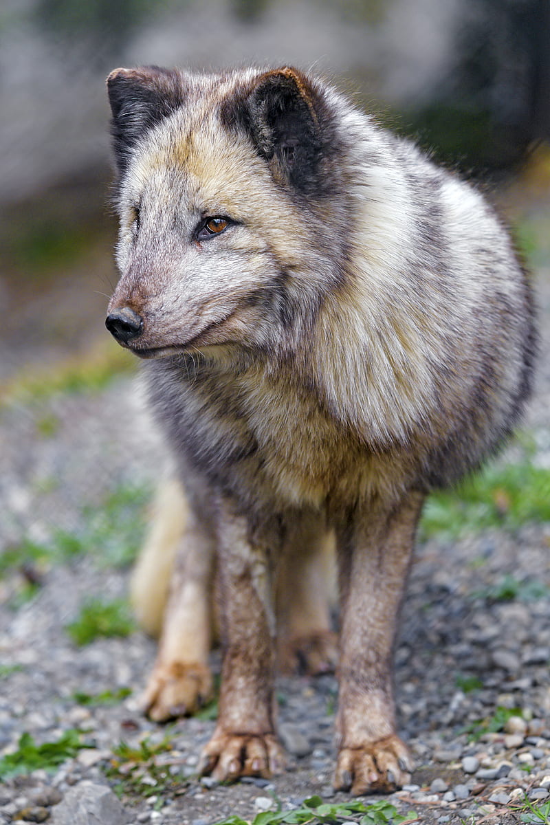 arctic fox, fox, predator, animal, HD phone wallpaper