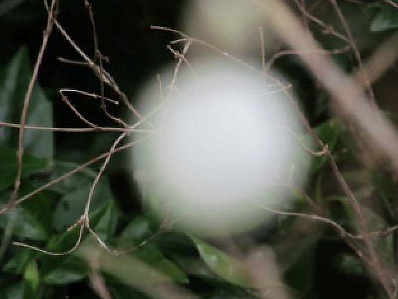 Shining in the Undergrowth, White, Undergrowth, Orbs, Winter, HD wallpaper