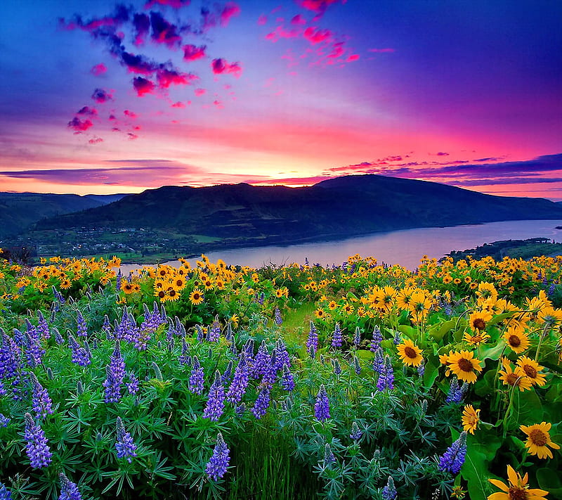 flowers at sunset, flowers, landscape, lavender, nature, sky, sunflower, sunset, HD wallpaper