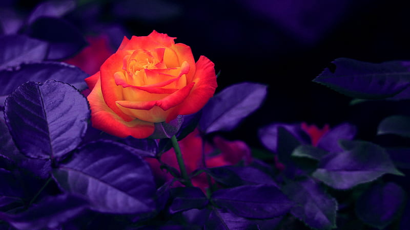 Orange Rose Bud Flowers, HD wallpaper