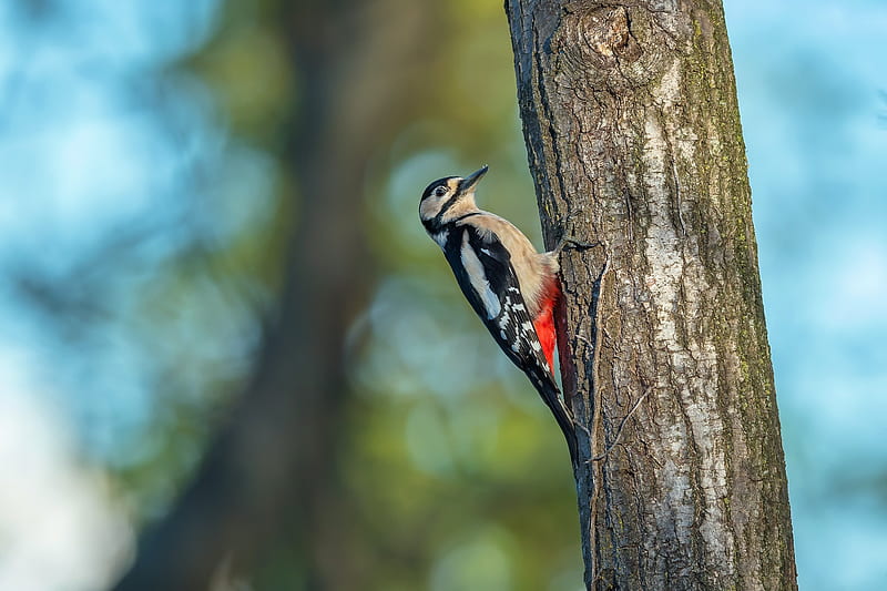 Birds, Woodpecker, Bird, Depth Of Field, Wildlife, HD wallpaper
