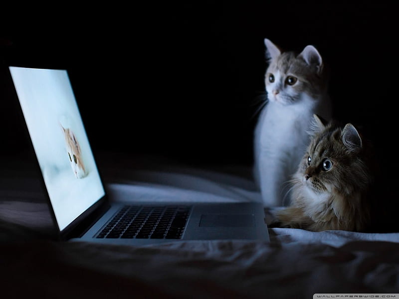 only for the cats, kittens, laptop, cats, animals, HD wallpaper