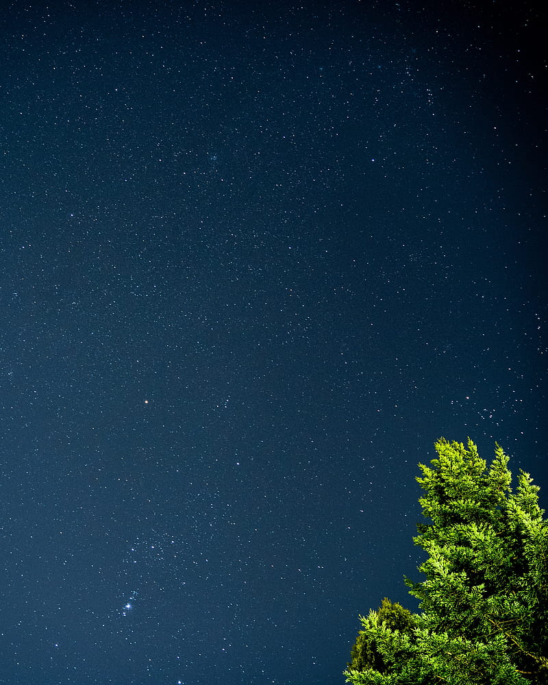 tree, starry sky, stars, night, branches, leaves, green, HD phone wallpaper