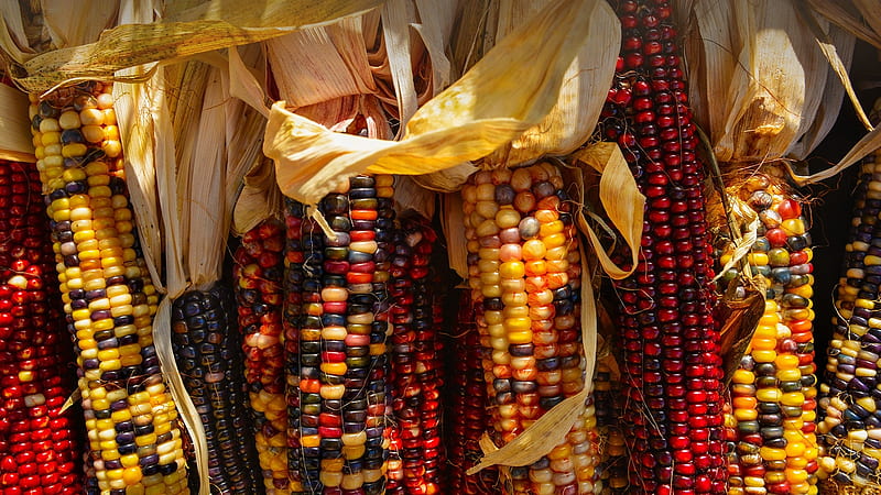 Seasonal Indian Corn, cob, harvest, Corn, food, plant, Indian, agriculture, HD wallpaper