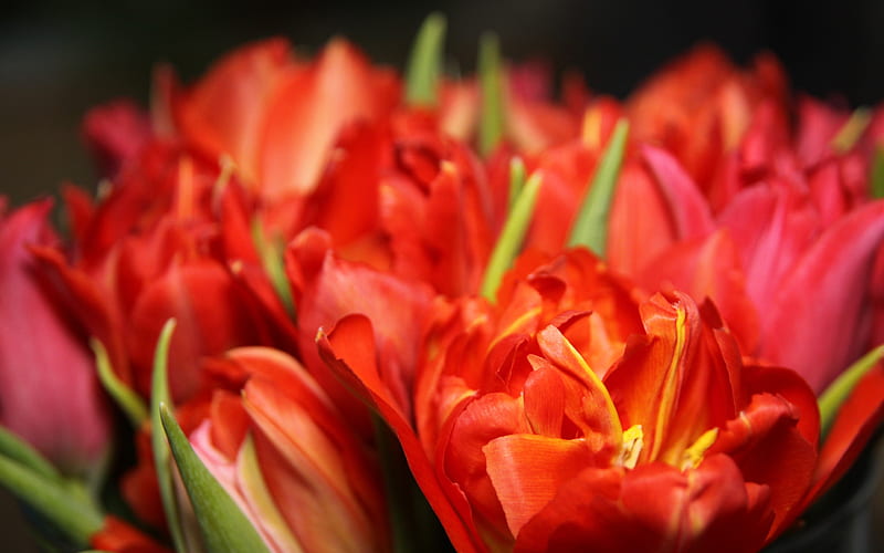 red tulips, macro, bokeh, bouquet of tulips, red flowers, tulips, HD wallpaper