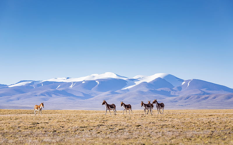 Qinghai Tibet Plateau 2021 Grassland Wild animals, HD wallpaper