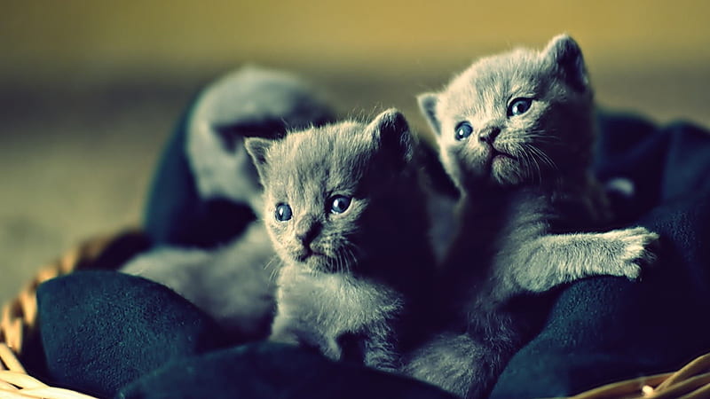Two Russian Black Cat Kittens Inside Bamboo Basket Kitten, HD wallpaper