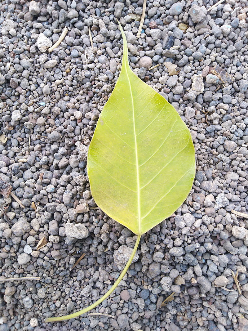 Leaf, asus zenfone pik, edge, HD phone wallpaper