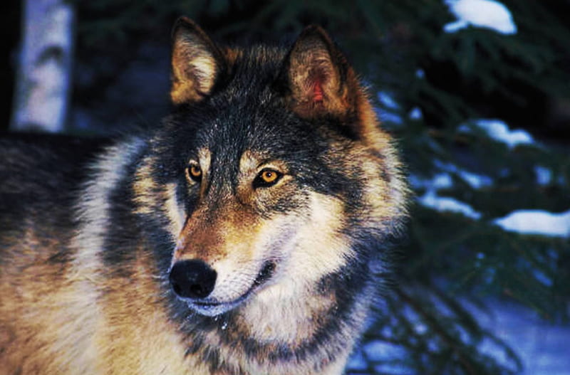 Wolf at Night, predator, snow, wolves, winter, HD wallpaper
