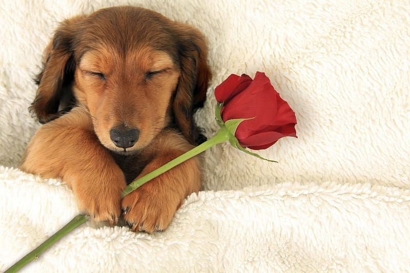 Happy Valentine's Day!, red, sleep, rose, animal, sweet, cute, flower, puppy, dog, HD wallpaper