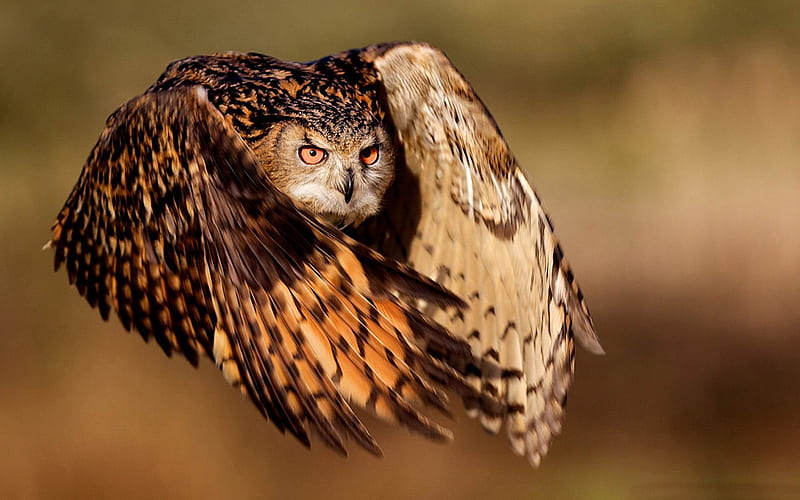 owl-Beautiful bird graphy, HD wallpaper