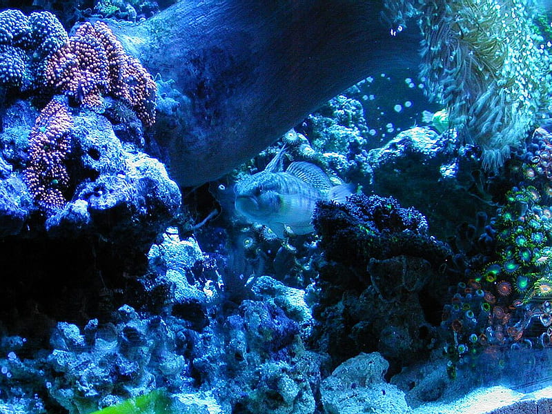 Big-Sea-Anemone-81, underwater, sealife, oceanlife, plants, HD wallpaper