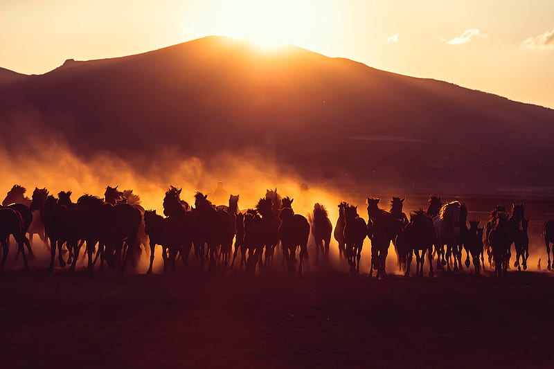 horses, herd, dust, sunset, dark, HD wallpaper