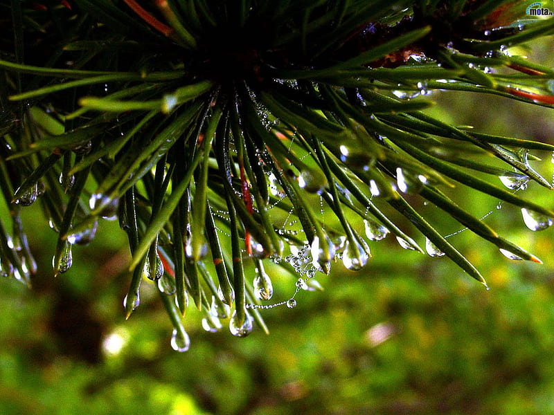 Morning Dew on Pine Needles, forest, dew, tree, water, needles, green, pine, rain, morning, HD wallpaper