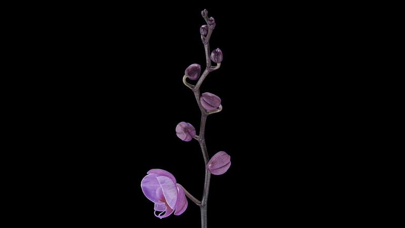 Time Lapse Of Opening Purple Phalaenopsis Orchid 4a5 In PNG+ Format With ALPHA Transparency Channel Isolated On Black Background Stock Video Footage Storyblocks, HD wallpaper