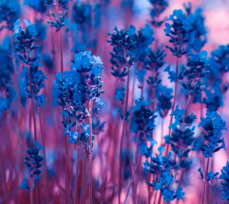 LAVENDER, blue, delicate, flower, fragrance, pink, spring, summer, HD wallpaper