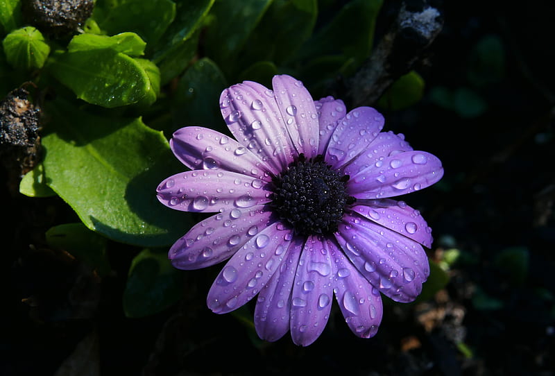 Earth, African Daisy, Daisy, Flower, Osteospermum, Purple Flower, Water Drop, HD wallpaper