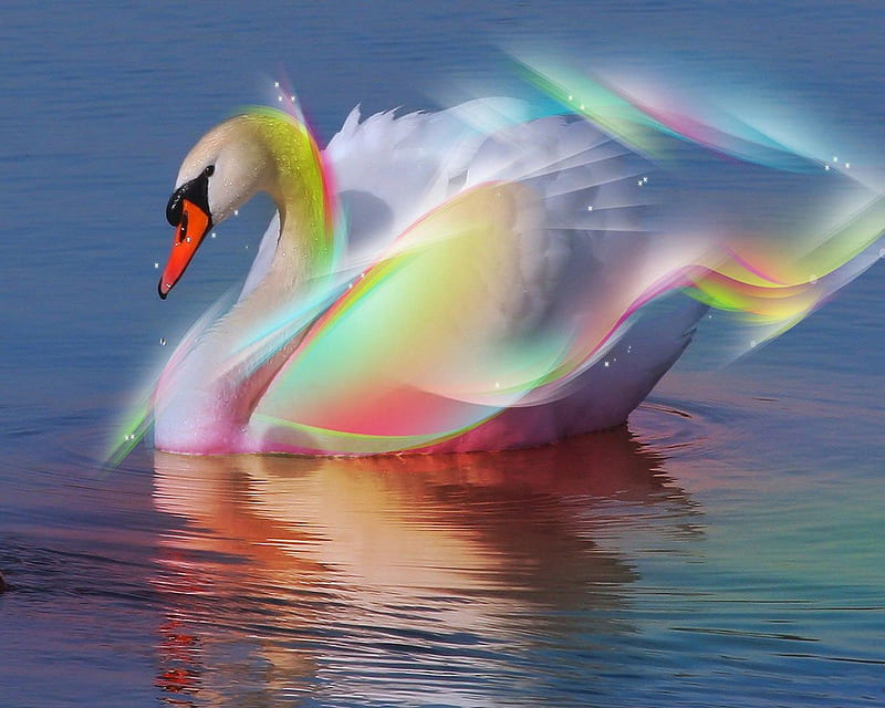 swan, bonito, bird, colorful, rainbow, white, HD wallpaper