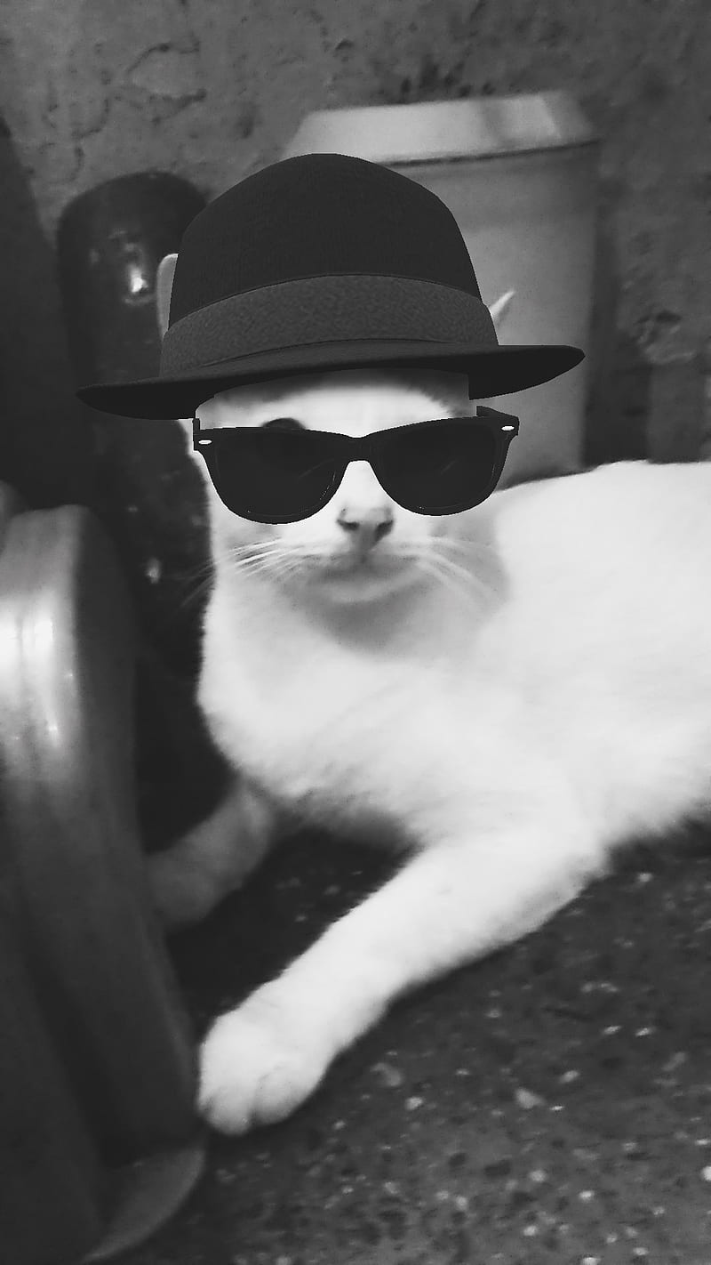 congestión litro Qué Gato, gato con gafas de sol, gatos, chosma, lindo, lindo gato, gafas de sol,  Fondo de pantalla de teléfono HD | Peakpx
