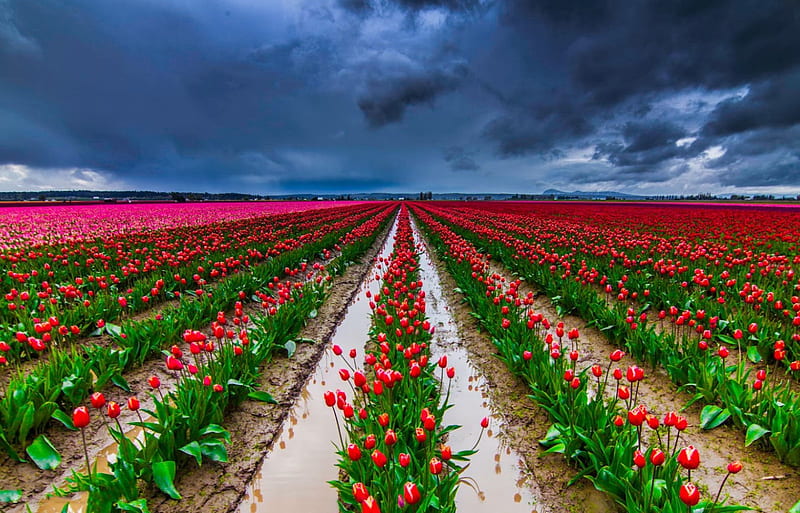 Tulips field, pretty, colorful, cloudy, lovely, bonito, sky, clouds, storm, tulips, rows, field, meadow, HD wallpaper