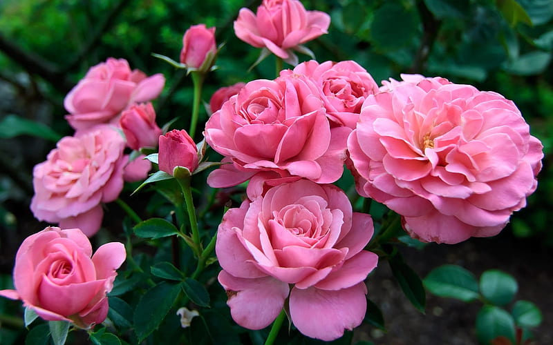 Pink Roses, Pink, Roses, Flowers, Bush, HD wallpaper | Peakpx